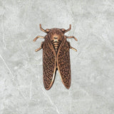 Large Brass Oxidized Copper Cicada Stamping x 1 - 4931CORAT