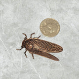 Large Brass Oxidized Copper Cicada Stamping x 1 - 4931CORAT